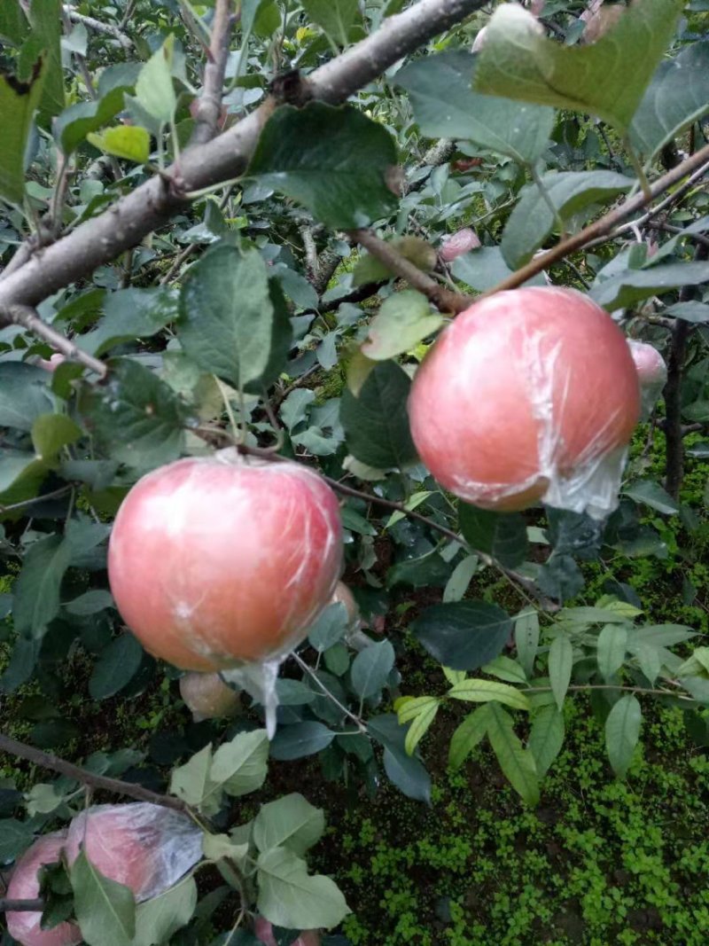 红富士苹果
