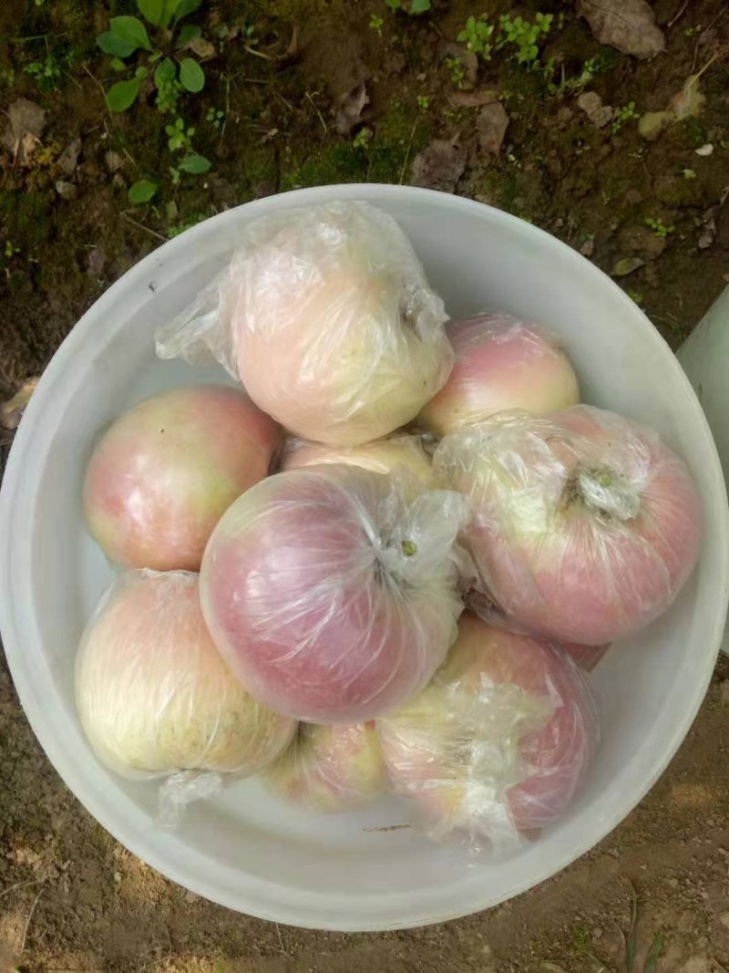 红富士苹果