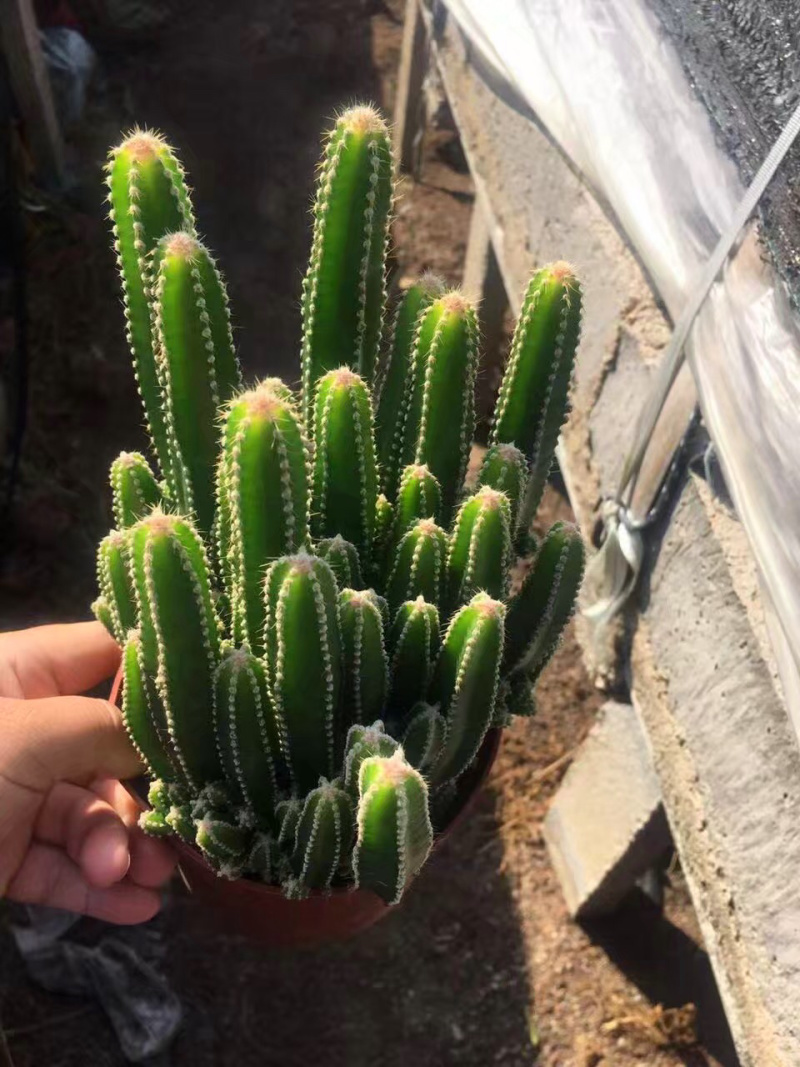 万重山多肉大小规格带盆整箱批发基地直销