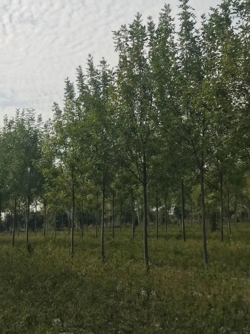 11公分12公分白蜡价格优惠树形优美量大从优