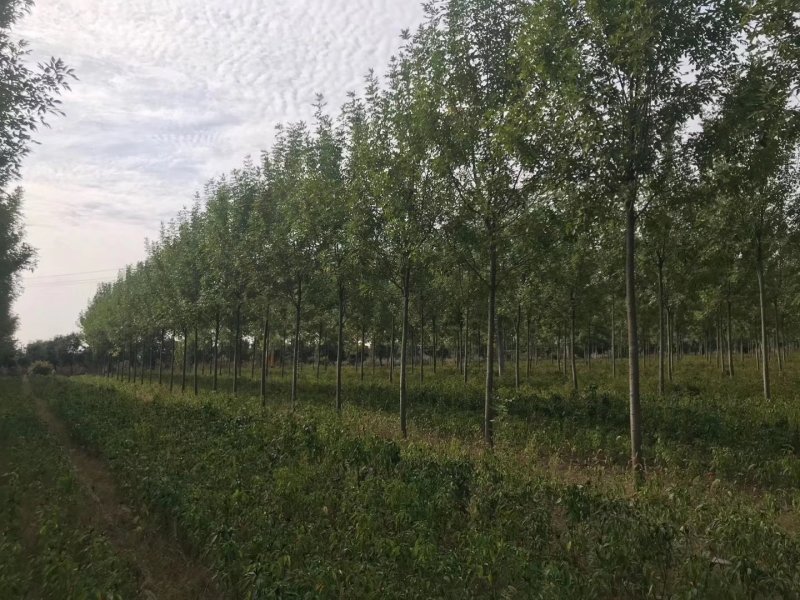 11公分12公分白蜡价格优惠树形优美量大从优