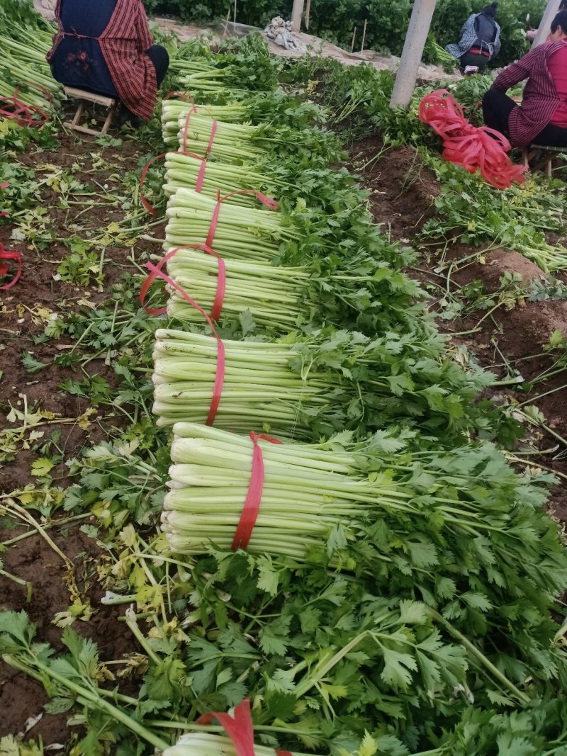 万亩大棚温室芹菜上市中.欢迎全国各地的朋友订购