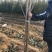 樱桃苗2-5公分粗建园樱桃树