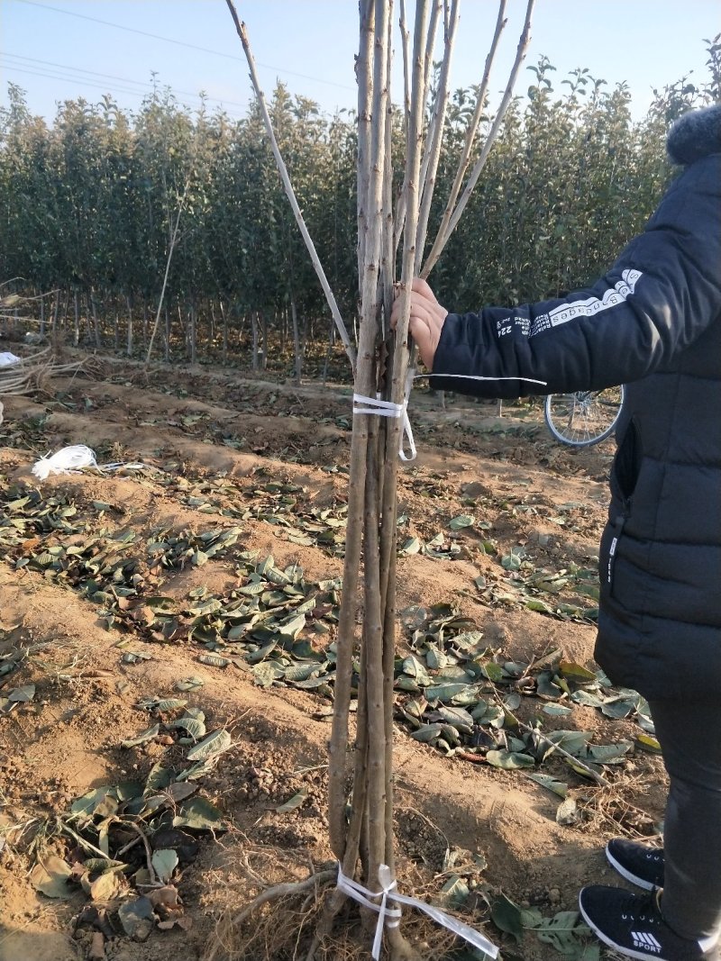 樱桃苗2-5公分粗建园樱桃树
