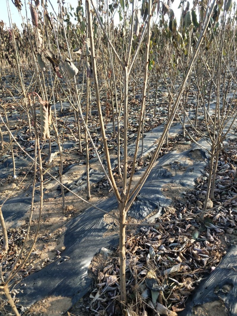 樱桃苗2-5公分粗建园樱桃树