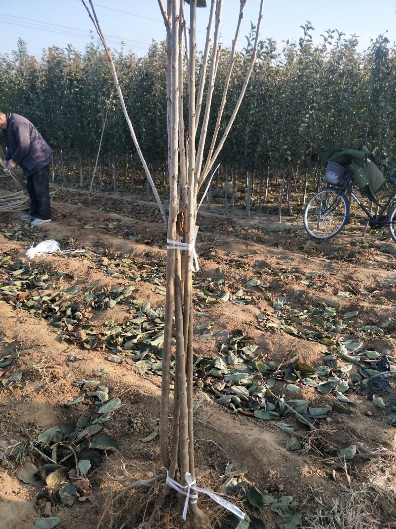 樱桃苗2-5公分粗建园樱桃树