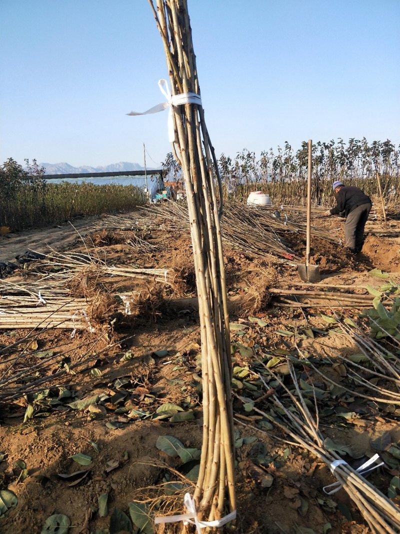 樱桃苗2-5公分粗建园樱桃树