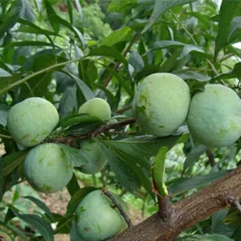 蜂糖李/大苗/一年结果苗味道浓甜包邮指导