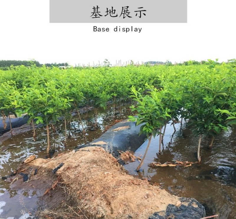 蜂糖李/大苗/一年结果苗味道浓甜包邮指导