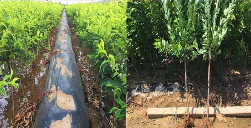 蜂糖李/大苗/一年结果苗味道浓甜包邮指导