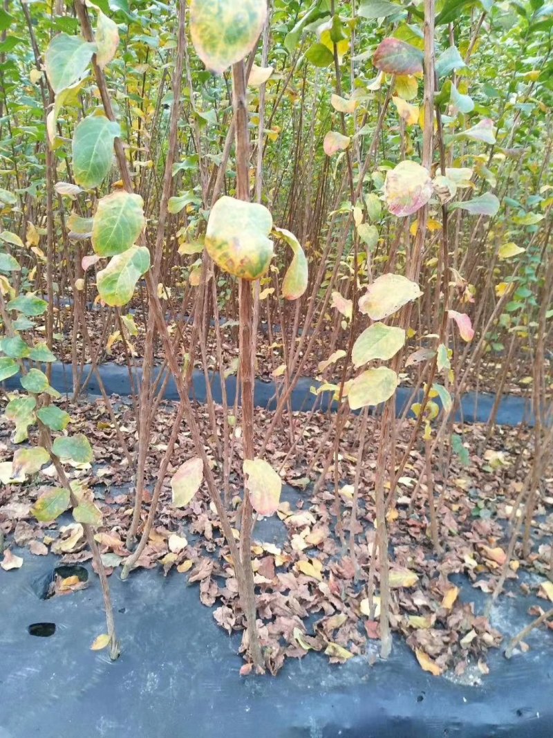 红花紫薇苗苗圃直销美国红火箭红火球百日红编织花篮专用苗