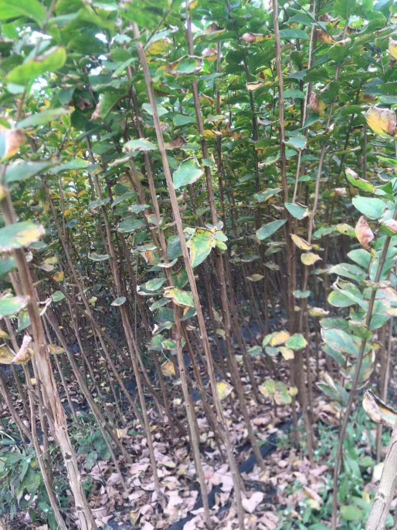 红花紫薇苗苗圃直销美国红火箭红火球百日红编织花篮专用苗