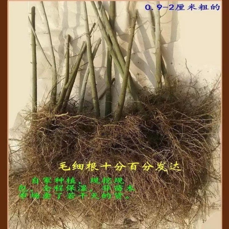 对节白蜡树苗正宗对接白腊树苗盆景苗籽生苗小苗子苗木