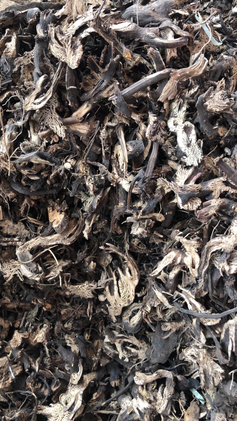 新货正品升麻中药材野生无硫升麻
