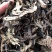新货正品升麻中药材野生无硫升麻
