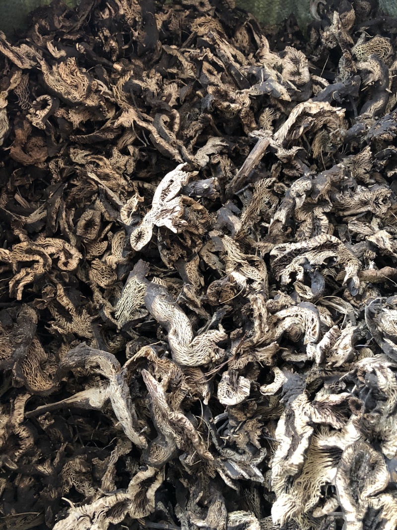 新货正品升麻中药材野生无硫升麻