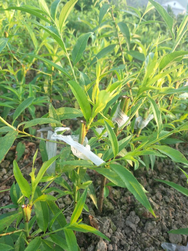 早熟黄桃苗、锦绣黄桃李子苗，自家苗圃、量大从优