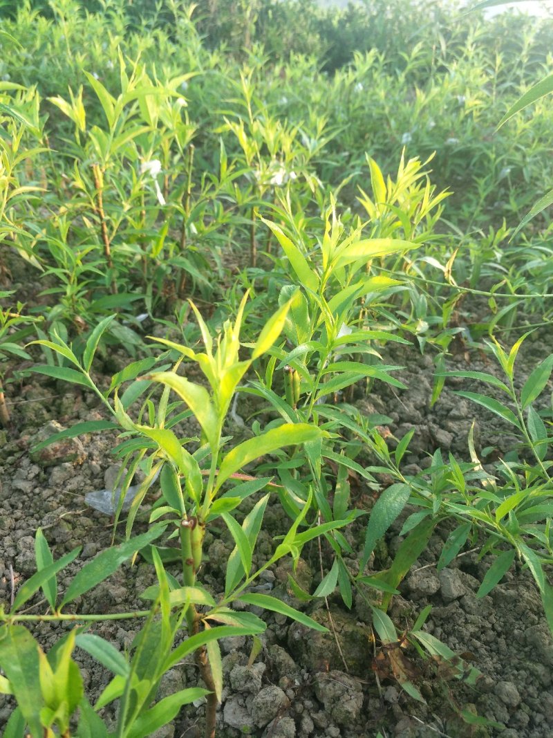 早熟黄桃苗、锦绣黄桃李子苗，自家苗圃、量大从优