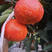 血橙苗正宗塔罗科血橙苗嫁接苗包品种