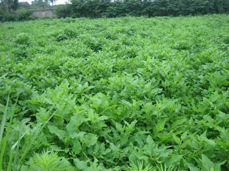高产耐寒耐热多年生牧草串叶松香草牧草种子营养丰富适口性好