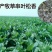 高产耐寒耐热多年生牧草串叶松香草牧草种子营养丰富适口性好