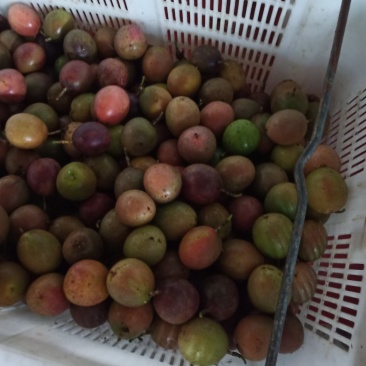 百香果次果