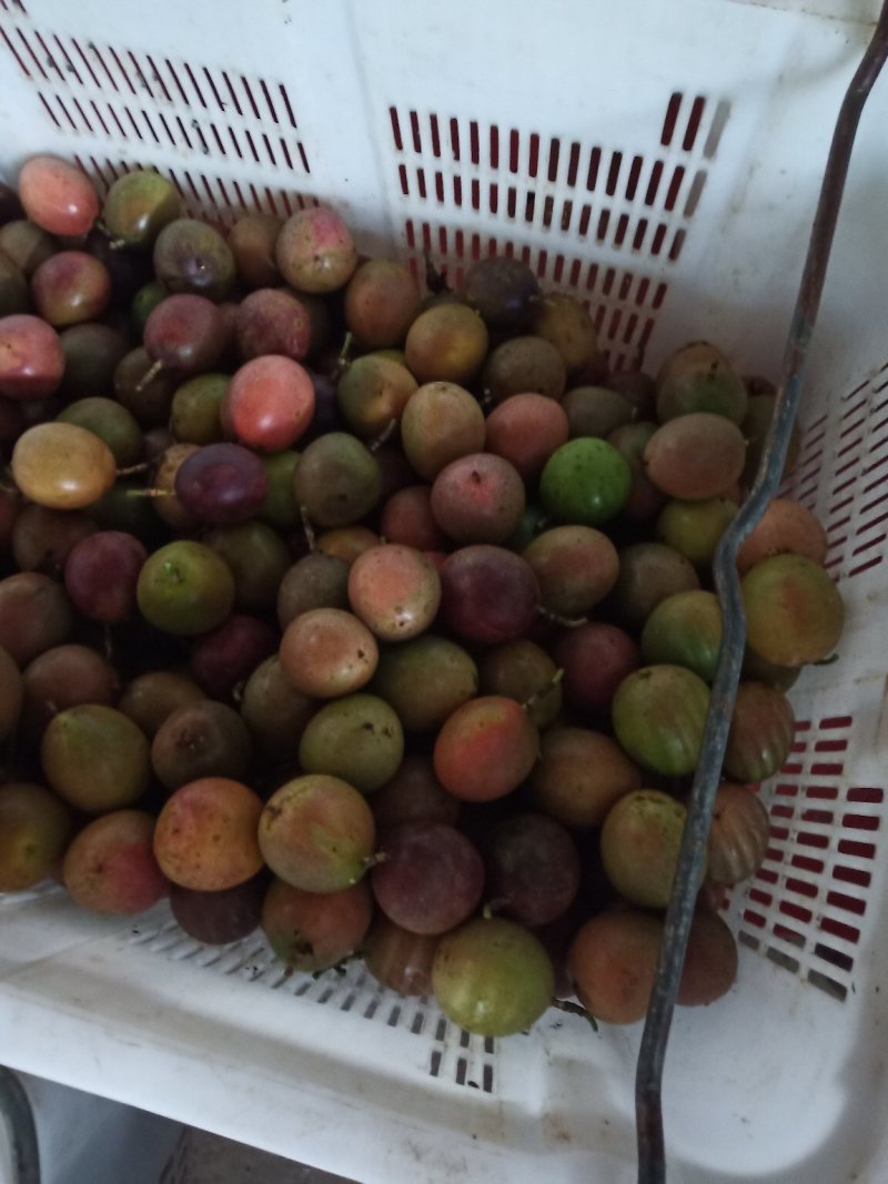 百香果次果