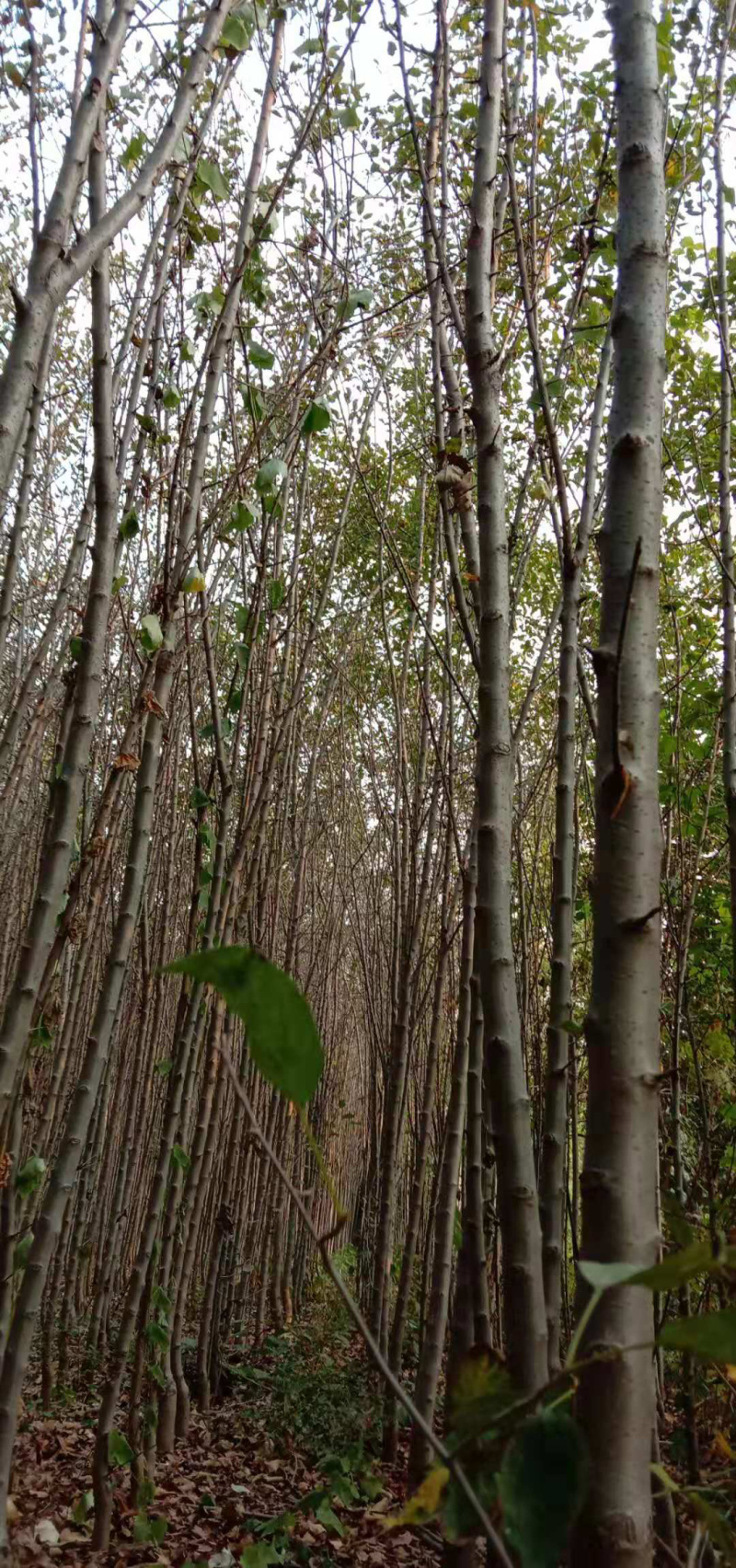 原生冠绚丽海棠，北美海棠1-20公分高杆