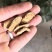 牛蒡茶产地直销批发供应圆片斜片