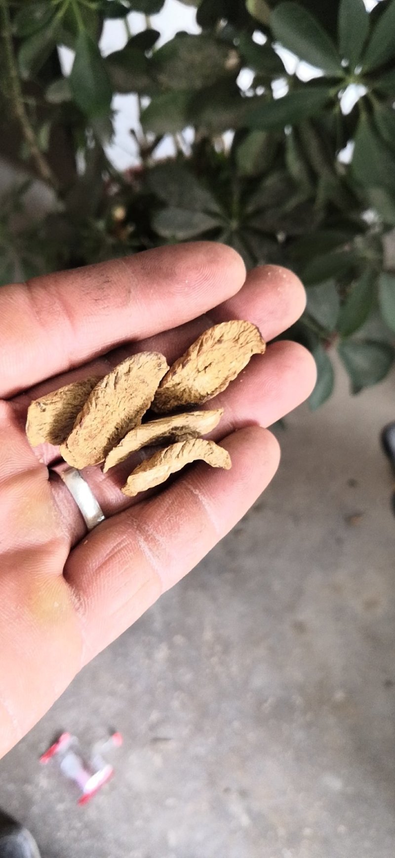 牛蒡茶产地直销批发供应圆片斜片
