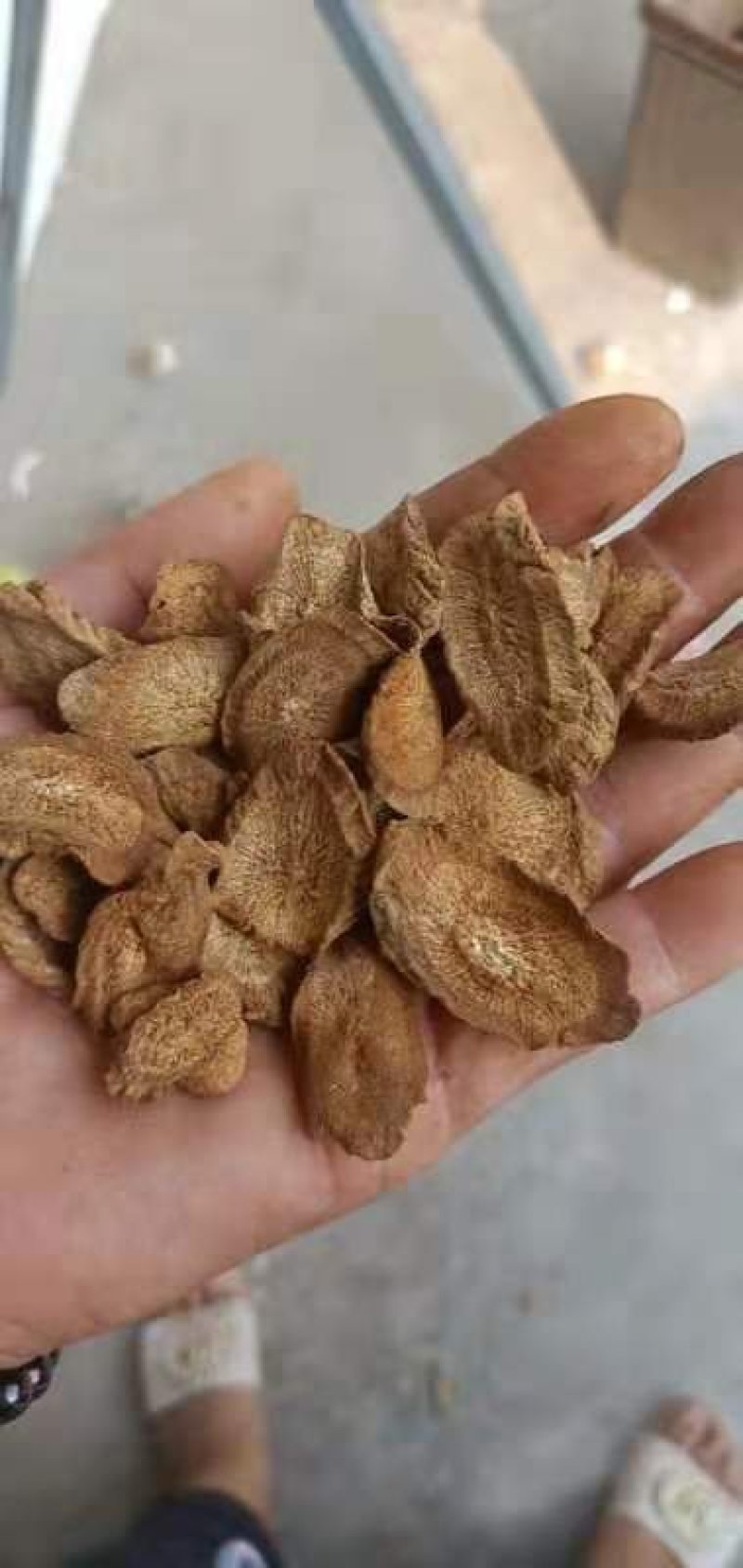 牛蒡茶产地直销批发供应圆片斜片