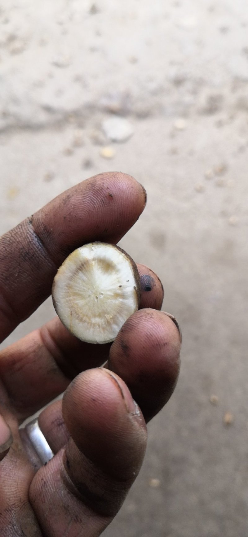 牛蒡茶产地直销批发供应圆片斜片