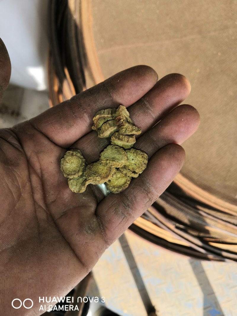 牛蒡茶产地直销批发供应圆片斜片