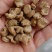牛蒡茶产地直销批发供应圆片斜片