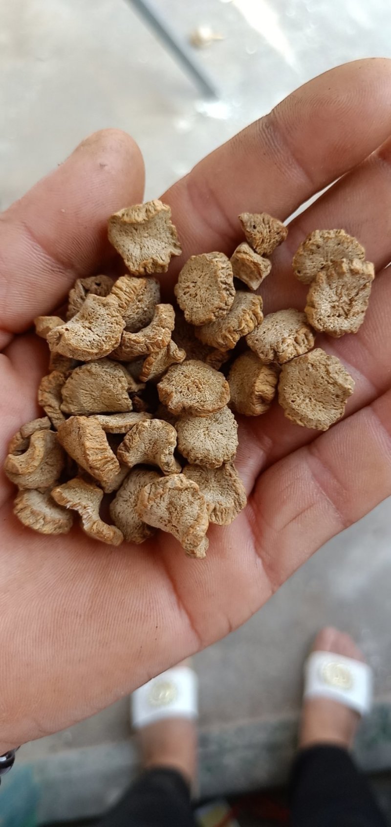 牛蒡茶产地直销批发供应圆片斜片