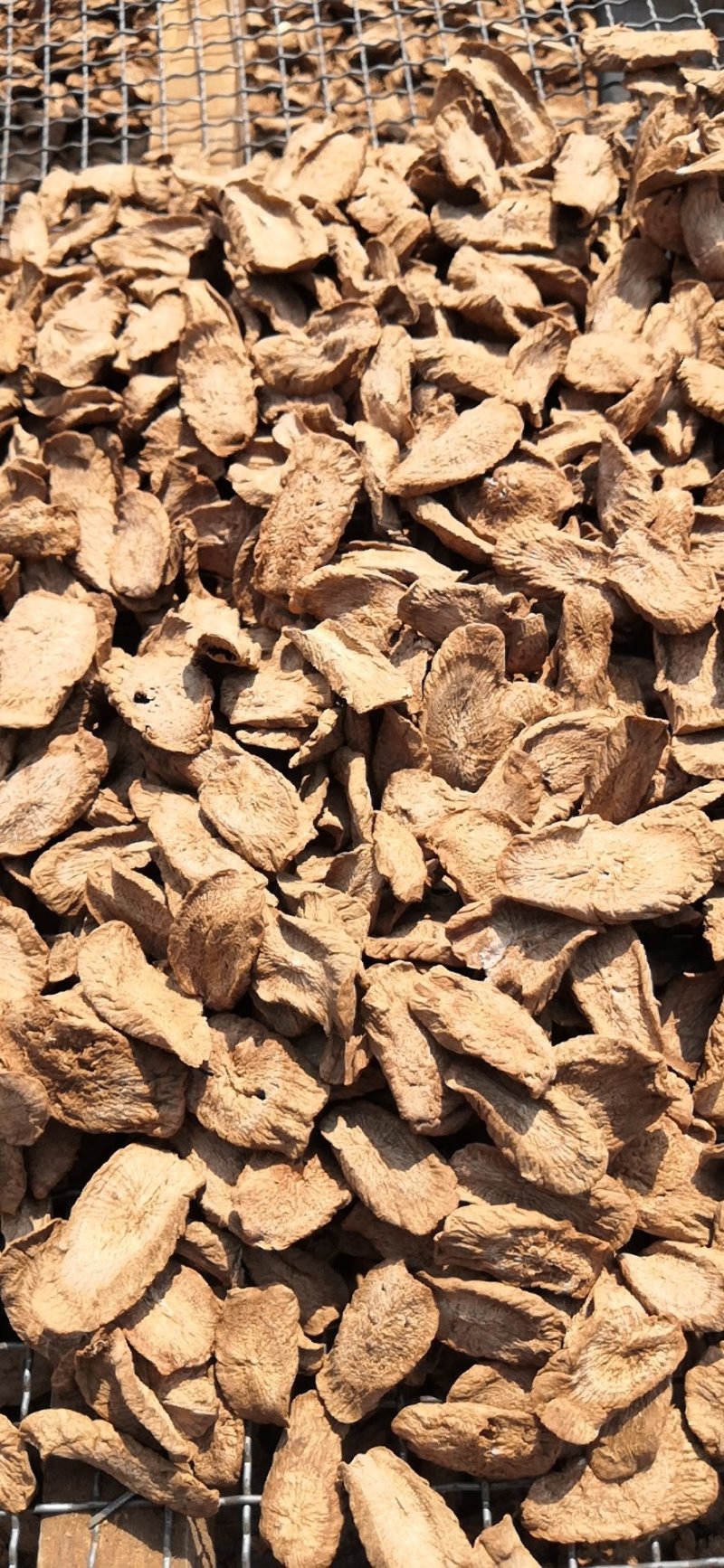 牛蒡茶产地直销批发供应圆片斜片