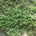 苔藓，青鲜，。普通苔藓