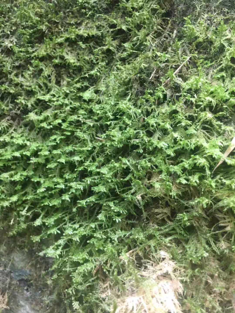 苔藓，青鲜，。普通苔藓