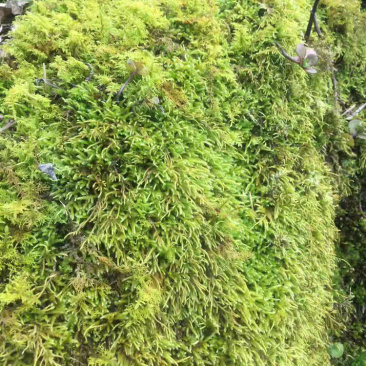 苔藓，青鲜，。普通苔藓
