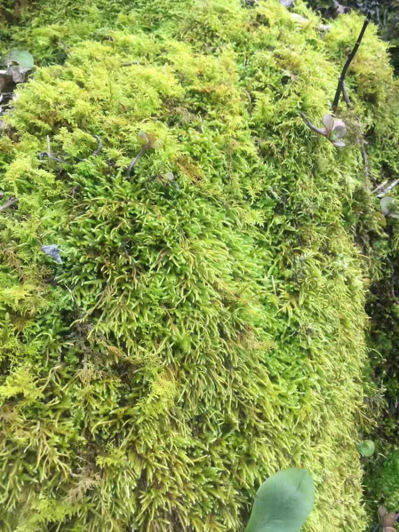 苔藓，青鲜，。普通苔藓