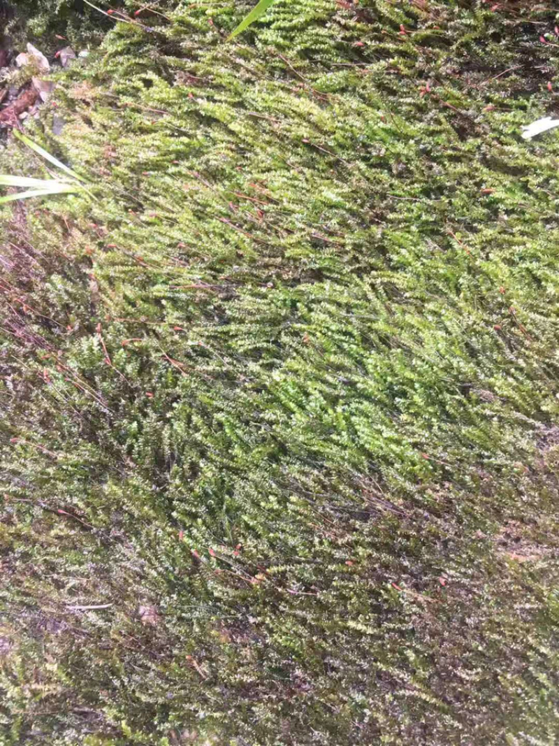 苔藓，青鲜，。普通苔藓