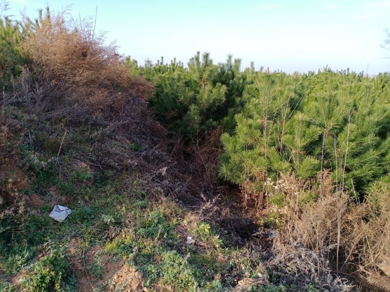 出售2米~3.5米高精品油松油树苗