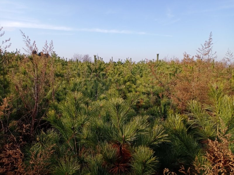 出售2米~3.5米高精品油松油树苗