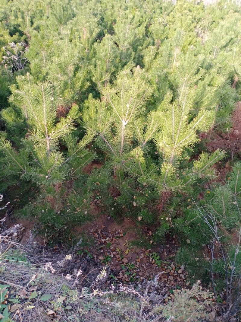 出售2米~3.5米高精品油松油树苗