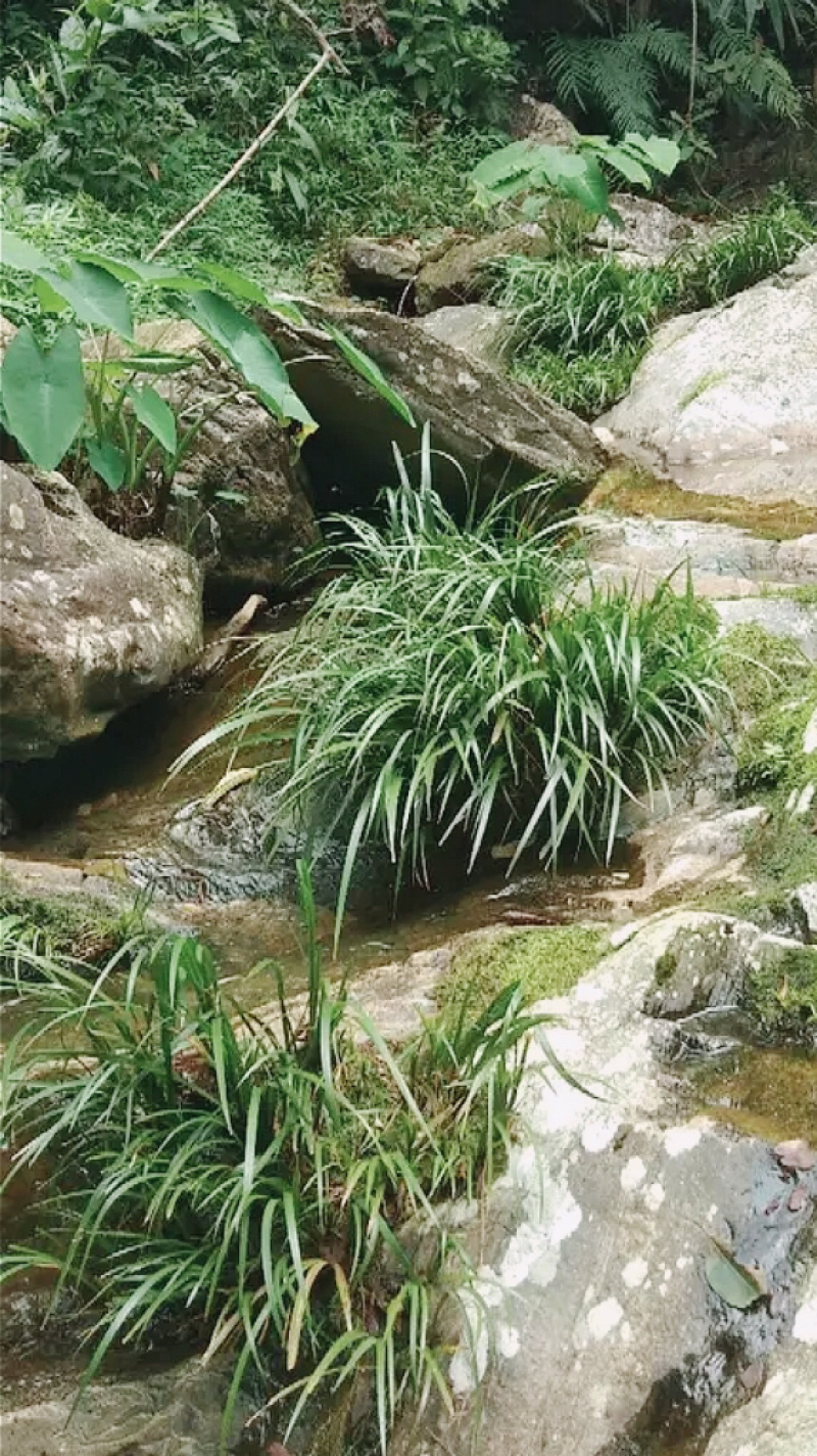 石菖蒲，石菖蒲幼苗……