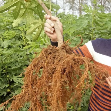 无花果苗波姬红无花果苗盆栽地栽南北方种植无花果树果苗