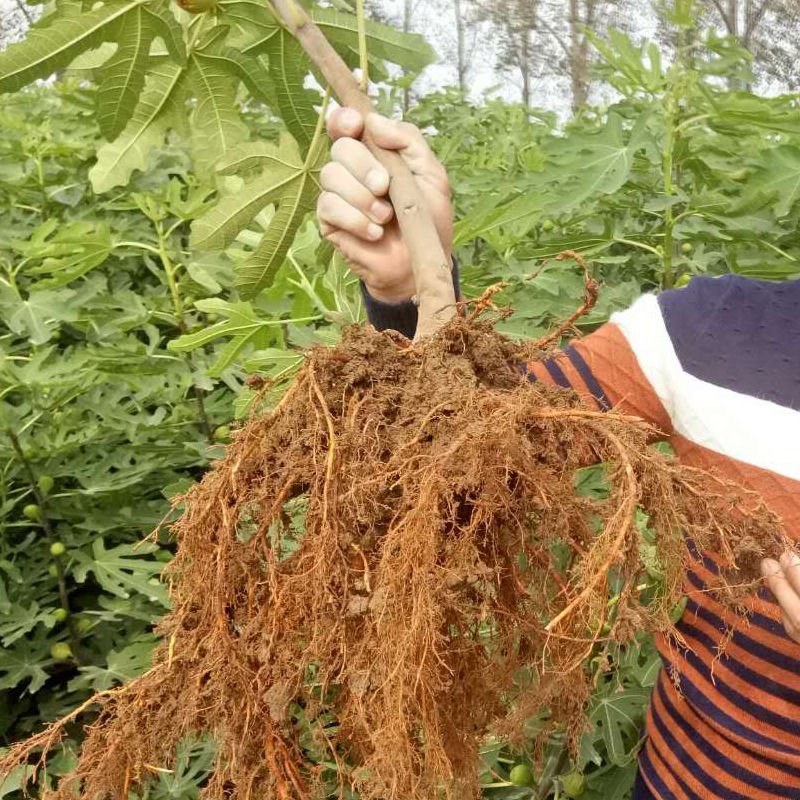 无花果苗波姬红无花果苗盆栽地栽南北方种植无花果树果苗