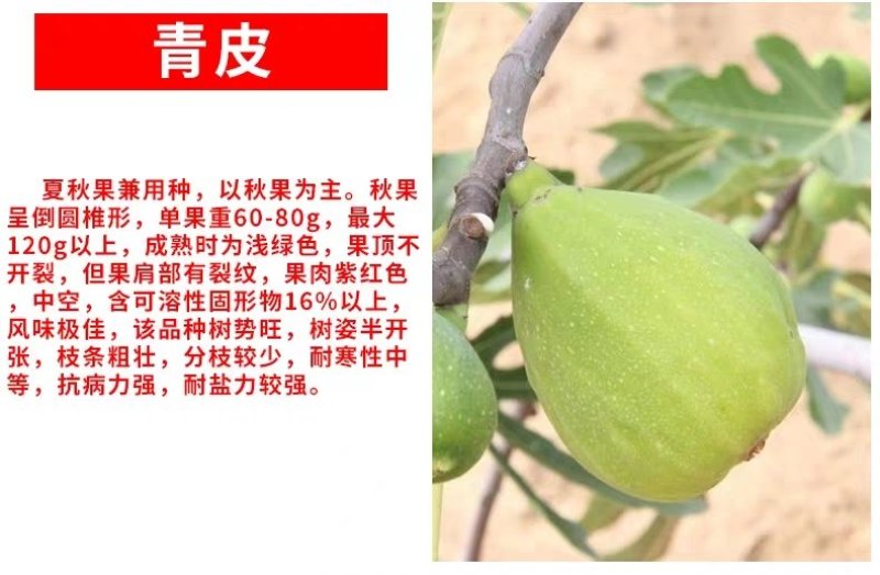无花果苗波姬红无花果苗盆栽地栽南北方种植无花果树果苗
