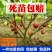 无花果苗波姬红无花果苗盆栽地栽南北方种植无花果树果苗