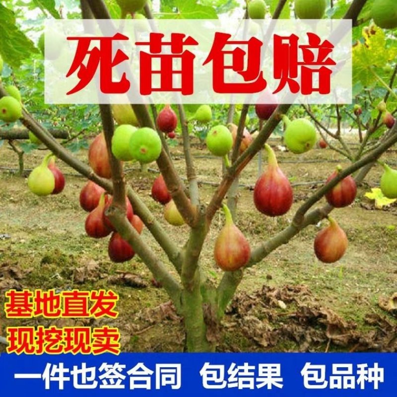 无花果苗波姬红无花果苗盆栽地栽南北方种植无花果树果苗